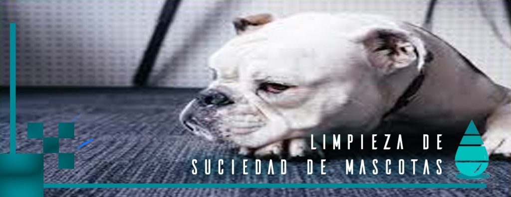 Lavar tapiz por orina de perro